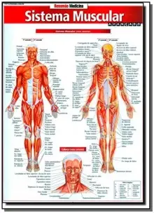 Sistema Muscular Avançado